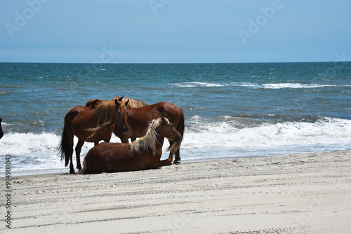 horses on the beach 2