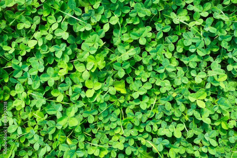 Clover background. Spring fresh grass and sunshine. Plants for the background. Photo for design and background. Clover background. Spring fresh grass and sunshine. Plants for the background. Photo for design and background.