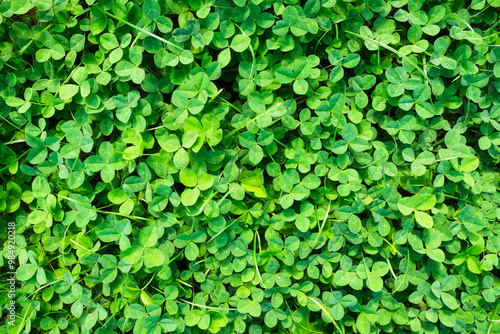 Wallpaper Mural Clover background. Spring fresh grass and sunshine. Plants for the background. Photo for design and background. Torontodigital.ca