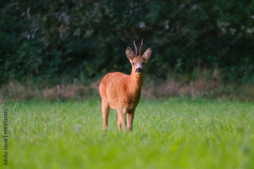 A wild roe deer looks directly into the camera. Wild animals in the forest. Mammals. Photo for background or wallpaper. A wild roe deer looks directly into the camera. Wild animals in the forest. Mammals. Photo for background or wallpaper.