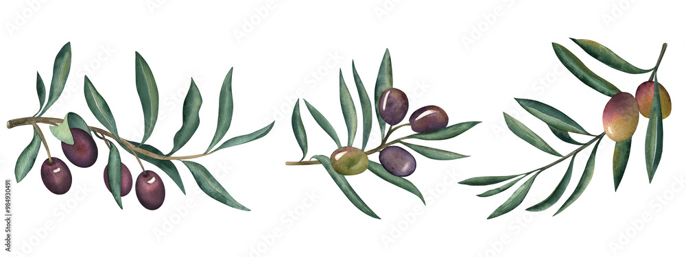 Olive branches, fruits and leaves. Set of illustrations hand-drawn with watercolor on a white background in green, purple, olive, brown shades in botanical style. For packaging design, fabrics, menus Olive branches, fruits and leaves. Set of illustrations hand-drawn with watercolor on a white background in green, purple, olive, brown shades in botanical style. For packaging design, fabrics, menus