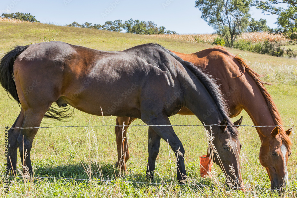 Two horses grazing by a wire fence. Two horses grazing by a wire fence.