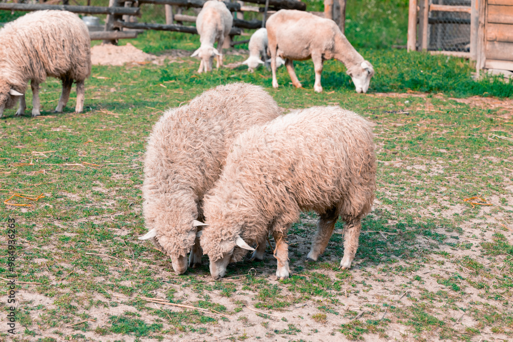 two sheep pasture active farm land animal theme country side highland space yard with grass lawn two sheep pasture active farm land animal theme country side highland space yard with grass lawn