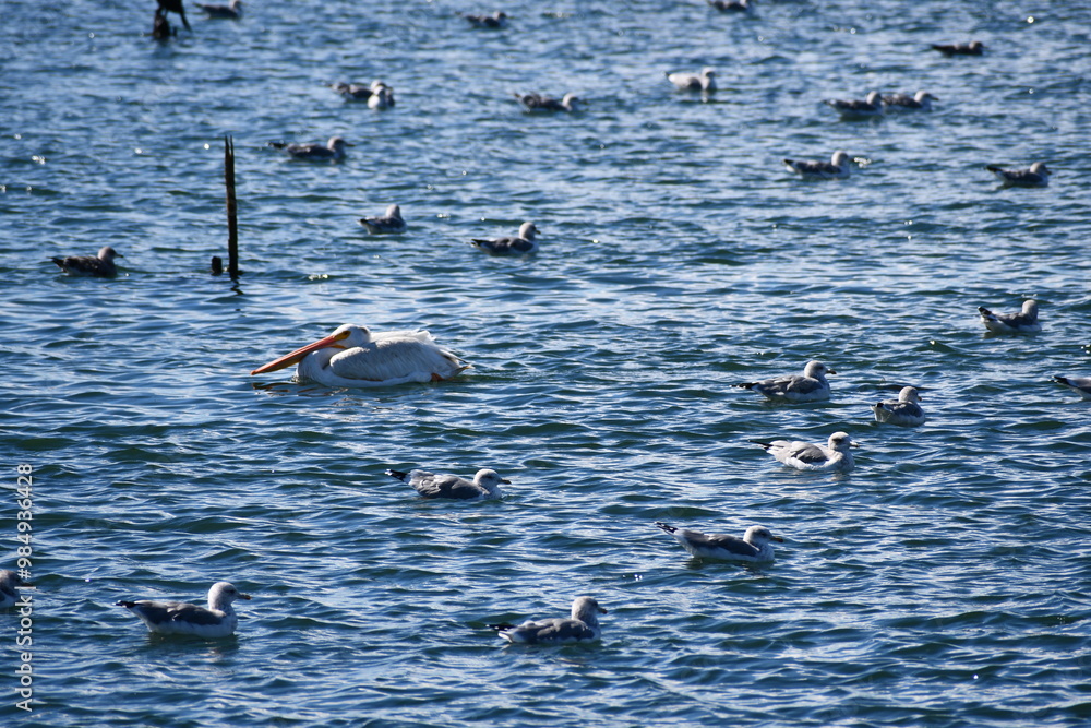 Obraz premium Pelicans and seagulls.