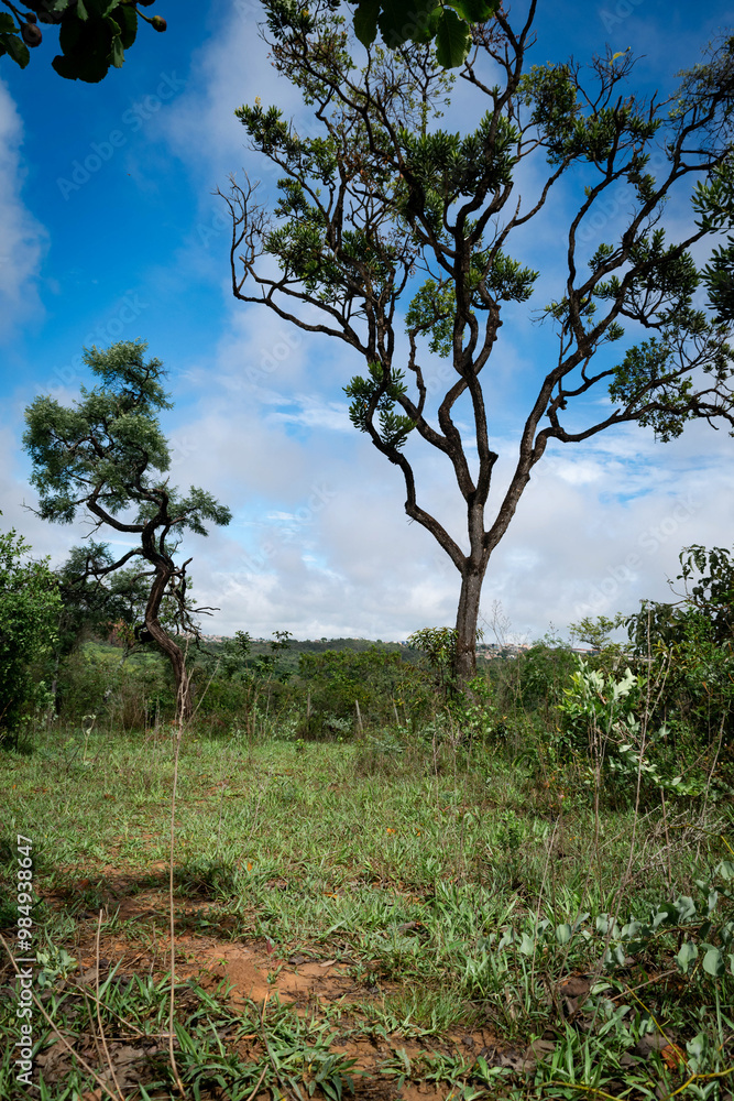 Obraz premium Backyard with large trees and lots of vegetation at dawn in the Campim Rasteiro neighborhood, municipality of Contagem, Minas Gerais.