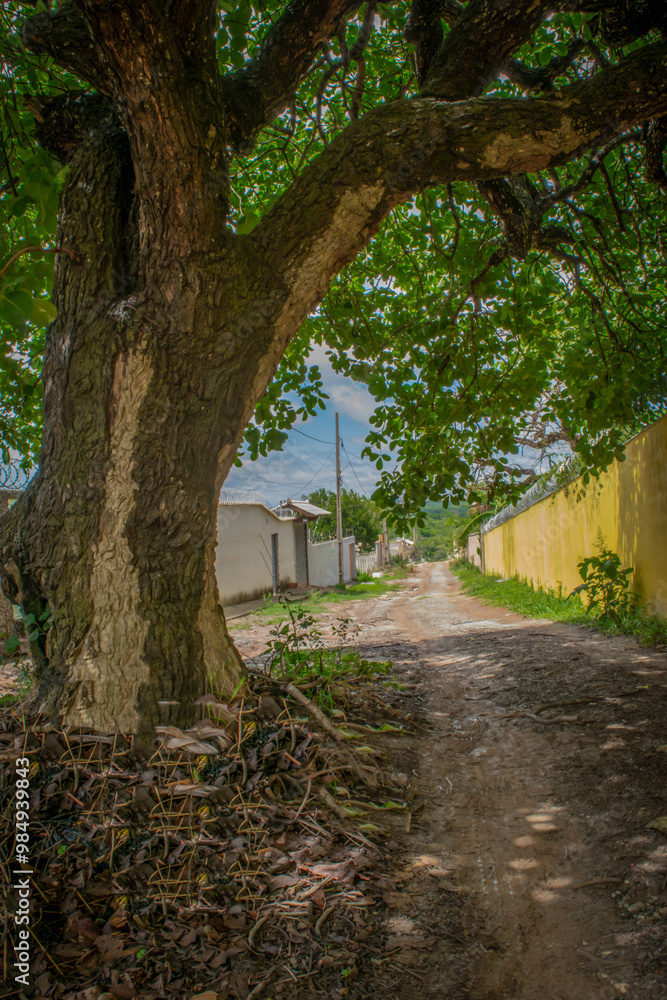 pequizeiro almost closing the street in the Campim Rasteiro neighborhood, municipality of Contagem, Minas Gerais. pequizeiro almost closing the street in the Campim Rasteiro neighborhood, municipality of Contagem, Minas Gerais.