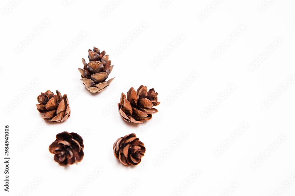 flat lay of five mini pincones against a white background with copy space available flat lay of five mini pincones against a white background with copy space available