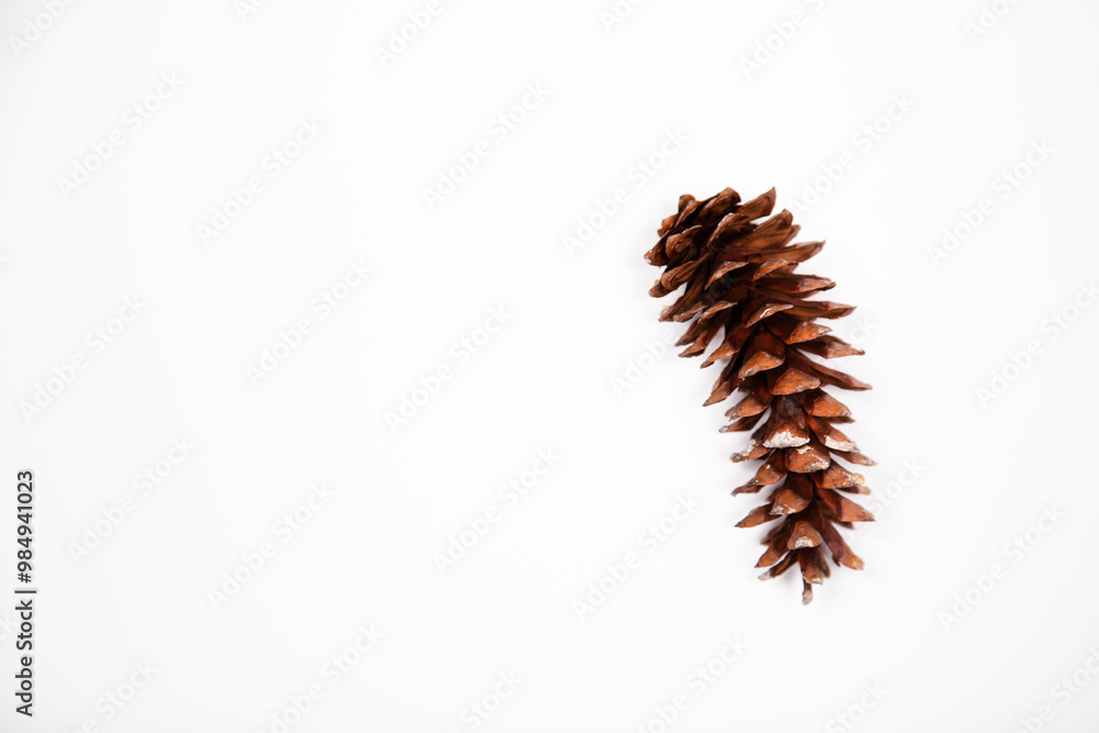 close-up of a flat lay of an isolated pine cone against a white background with copy space available 