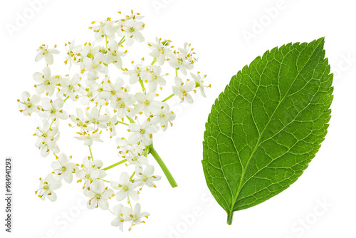 Elderberry flower or Sambucus nigra isolated on a white background.