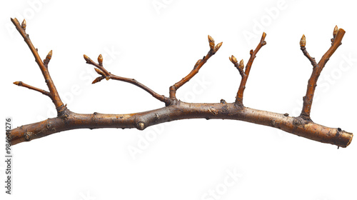  A close-up of a branch adorned with vibrant green leaves and delicate twigs against a neutral background. 