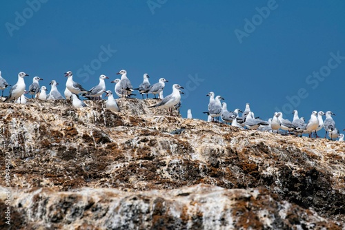 large flock of seagulls on a bare rock at Lake Victoria in Uganda photo