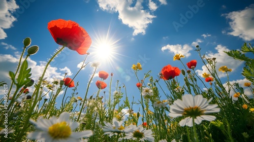 Wallpaper Mural In the foreground, various wildflowers bloom in an open field under the bright sunshine. The sky is blue with white clouds, and there's some lens flare. Torontodigital.ca