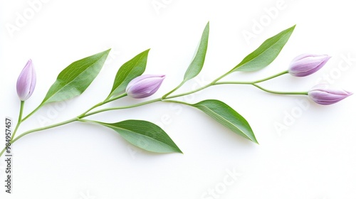 Elegant Purple Tulips with Green Leaves on White Background