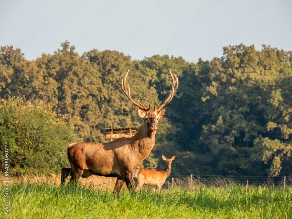 deer deer