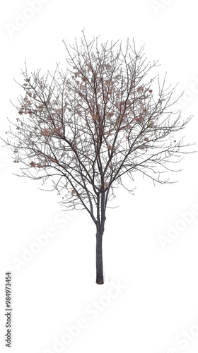 A bare tree stands alone against a white background, its branches reaching upwards, displaying the stark beauty of winter.