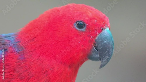 Moluccan Eclectus (Eclectus roratus), Parrot Native to the Maluku Islands (Moluccas) Scimitar 4k Slow Motion 120fps photo