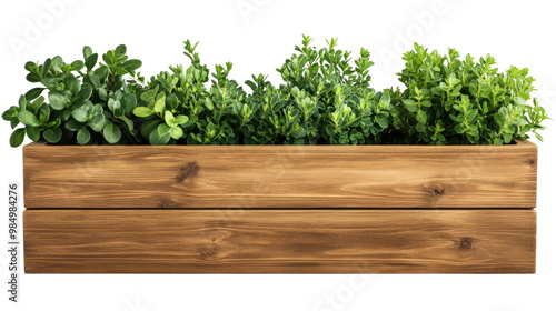 Fresh herbs like parsley and thyme on a wooden background, showcasing the beauty of nature and healthy cooking photo