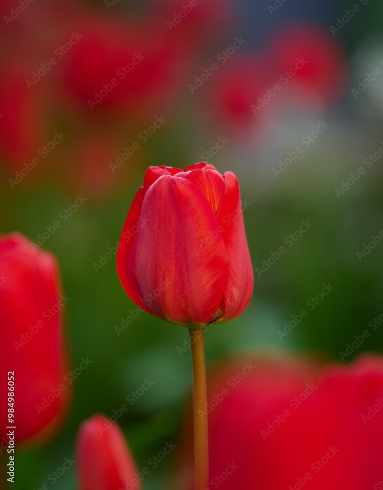 Red blossoming tulip on a sunny day, close up Red blossoming tulip on a sunny day, close up
