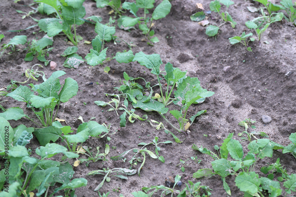 Cultivation of winter rapeseed in autumn after weed control treatment. Dying weeds after herbicide application. Cultivation of winter rapeseed in autumn after weed control treatment. Dying weeds after herbicide application.