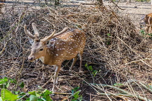 Chital or Spotted Deer in  Nisargadhama forest park at Kushalnagar, India photo