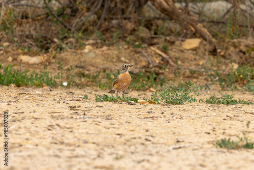 Boulder Colorado American Robin, Wildlife of Boulder County