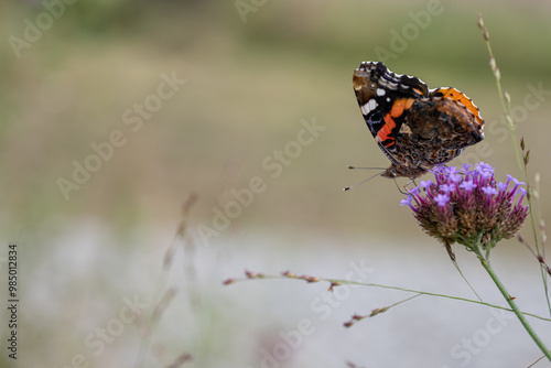 Admiral butterfly outdoors on a flower.
 photo