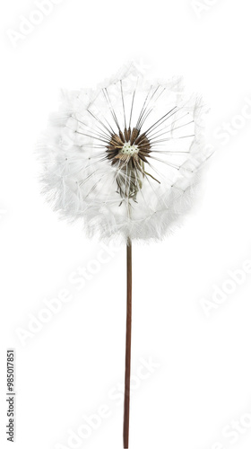 Wallpaper Mural A close up image of a dandelion with its seeds ready to fly away in the wind. Torontodigital.ca