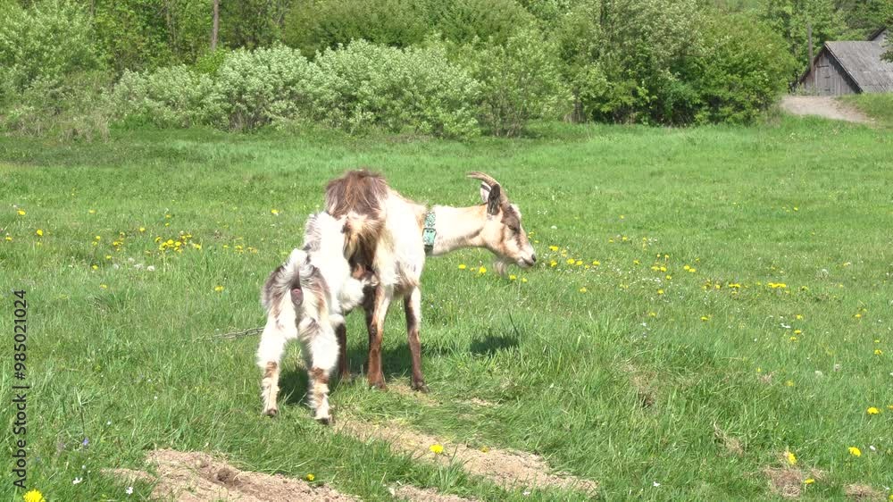 Goats graze at the meadow at summer day Goats graze at the meadow at summer day
