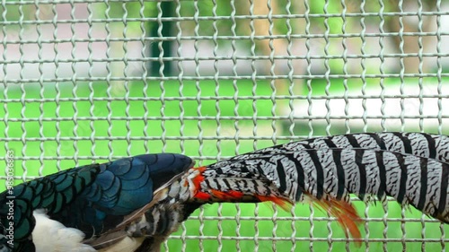 Lady Amherst's Pheasant (Chrysolophus amherstiae), Bird of Galliformes Order and Phasianidae Family Scimitar 4k Slow Motion 120fps photo