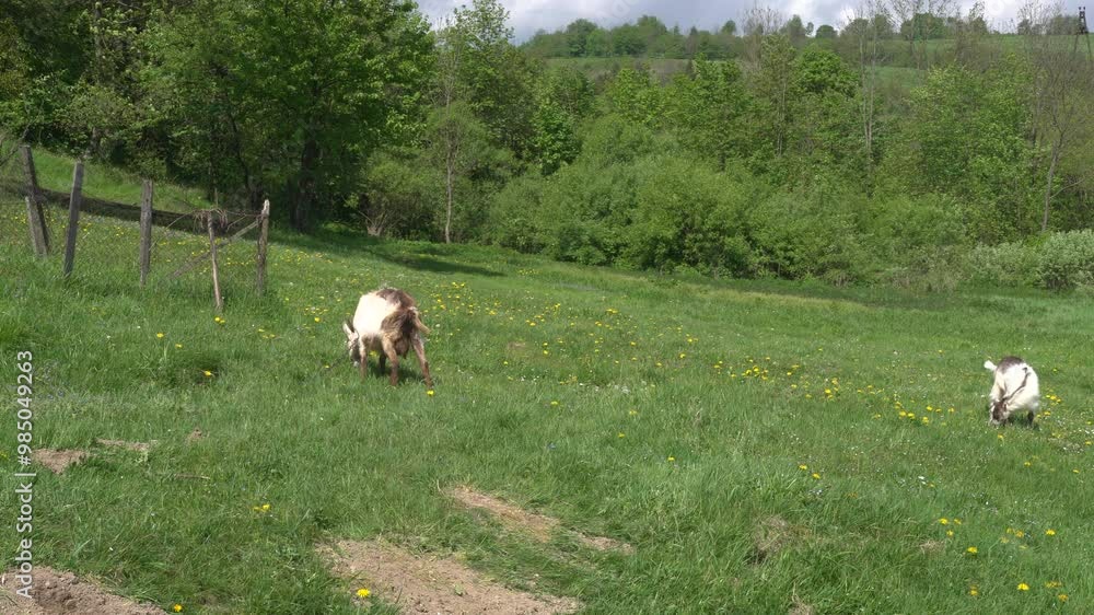 Goats graze at the meadow at summer day Goats graze at the meadow at summer day