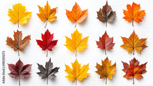 A collection of autumn leaves are shown in various colors, including red, yellow, and brown. The leaves are arranged in a row, with some overlapping and others standing alone