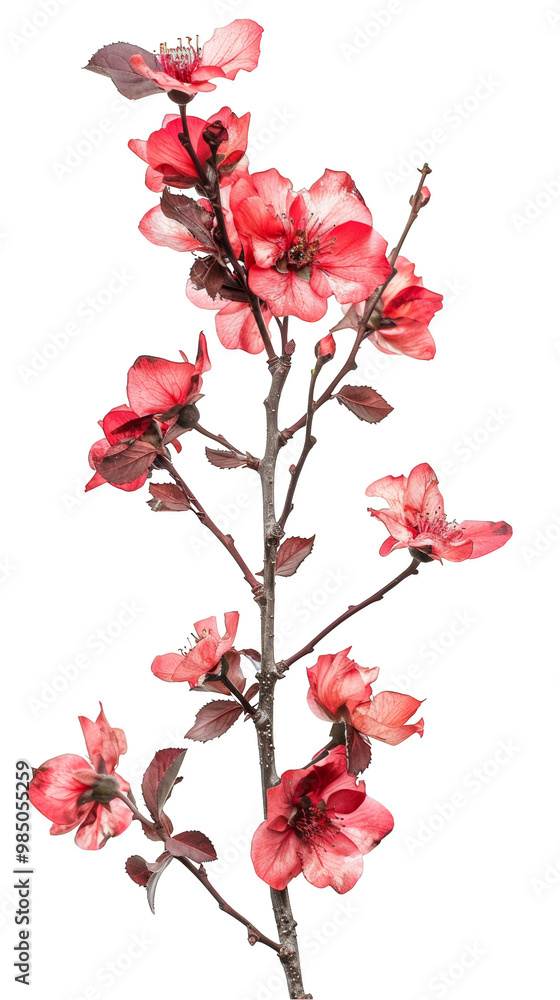 blooming branch with pink cherry blossom flowers. blooming branch with pink cherry blossom flowers.