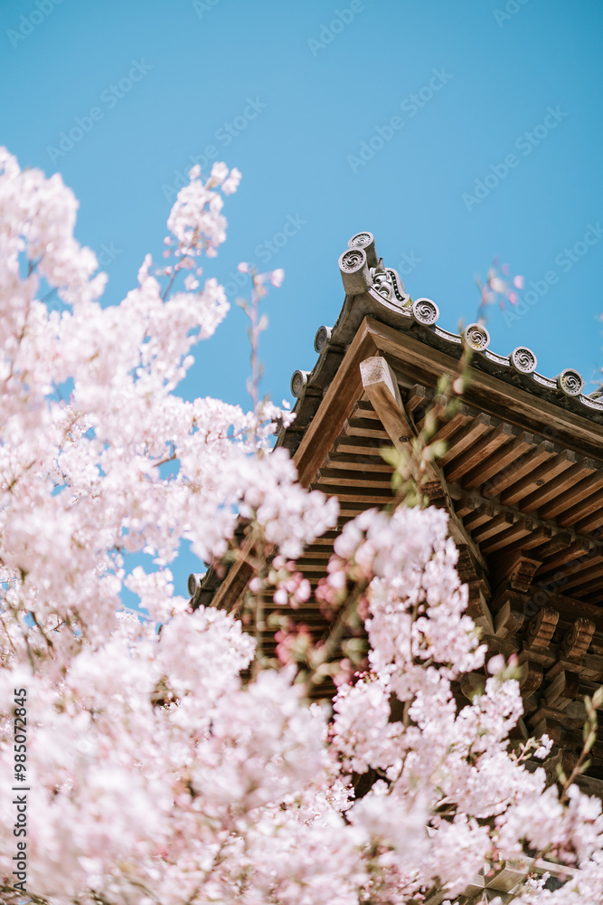 Plum Blossoms in front of a japanese temple Plum Blossoms in front of a japanese temple