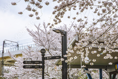Photography Hongkou District, Shanghai - Cityscape with cherry blossoms in full bloom in spr