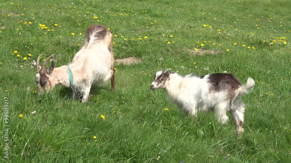 White goat grazes green grass at the meadow, sunny day White goat grazes green grass at the meadow, sunny day