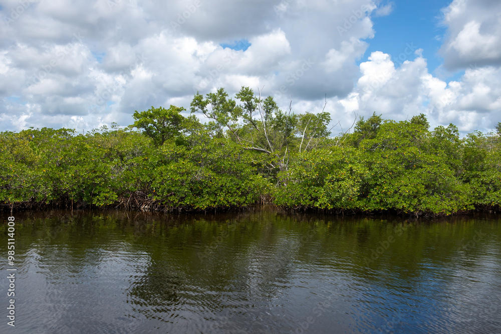 The mangroves of Fullerton Island in Jupiter, Florida, USA The mangroves of Fullerton Island in Jupiter, Florida, USA