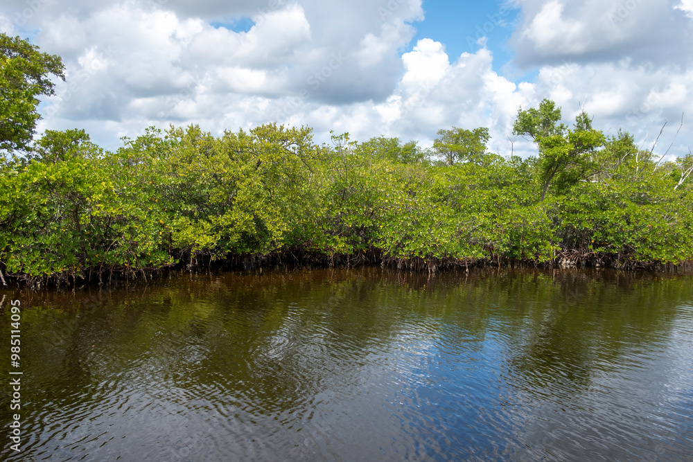 The mangroves of Fullerton Island in Jupiter, Florida, USA The mangroves of Fullerton Island in Jupiter, Florida, USA
