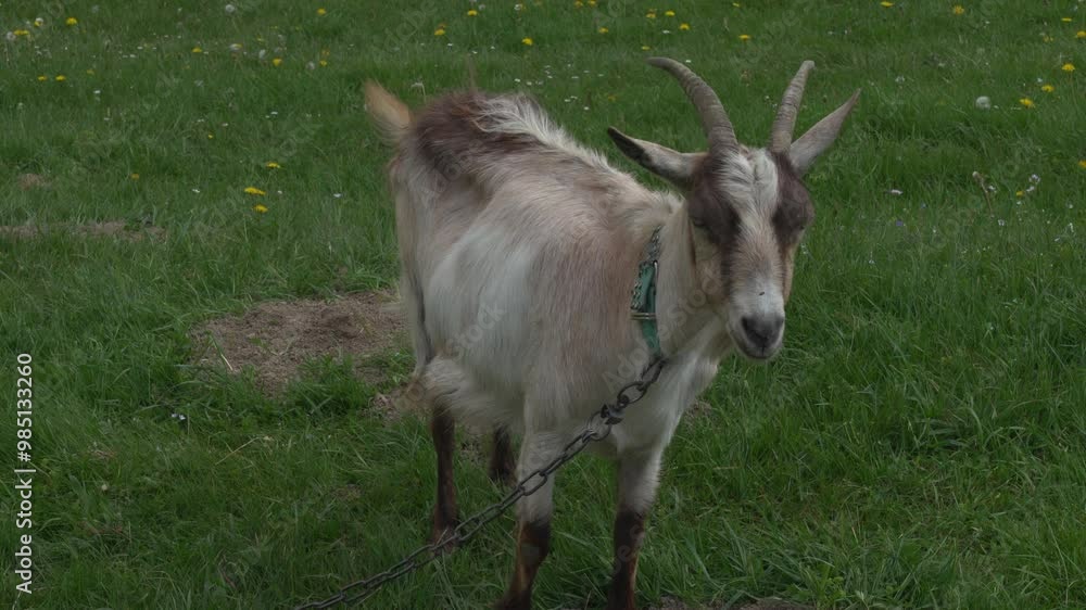 White goat grazes green grass at the meadow, sunny day White goat grazes green grass at the meadow, sunny day
