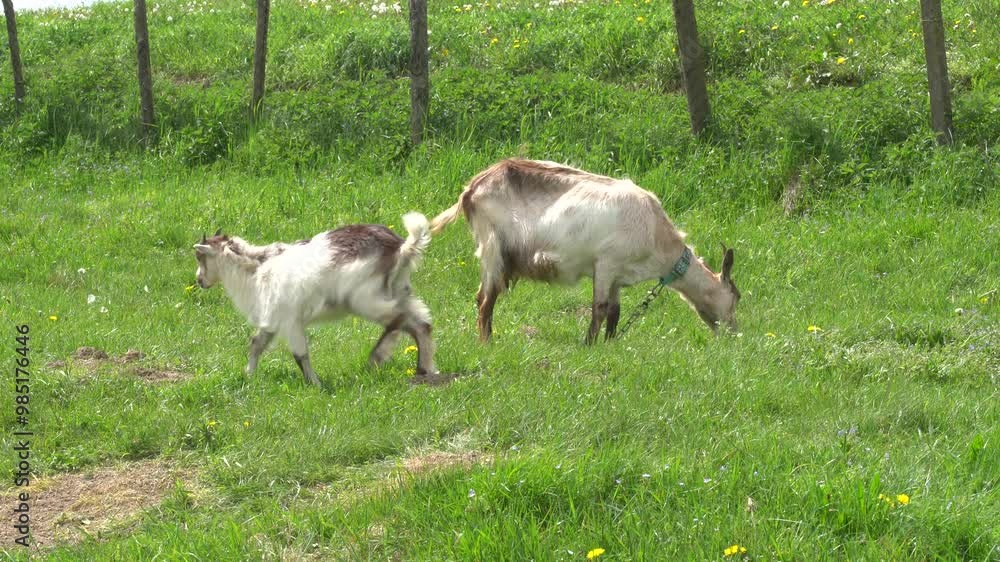 White goat grazes green grass at the meadow, sunny day White goat grazes green grass at the meadow, sunny day
