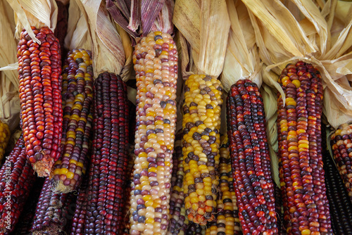 Closeup of colorful Indian corn - also known as Flint corn - for sale at a local farmer's market.
