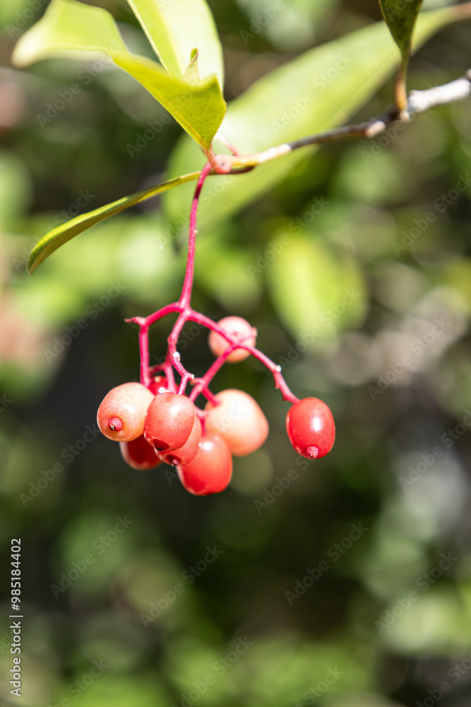 racimo de frutos rojos con fondo de jardín y hojas verdes racimo de frutos rojos con fondo de jardín y hojas verdes