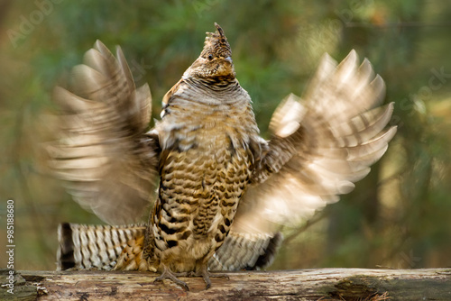 Принти на полотні Ruffed Grouse, male, drumming, Bonasa umbellus, wild, in Minnesota