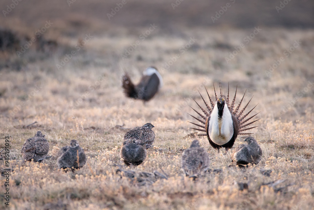 Greater Sage grouse, Centrocercus urophasianus, North America. Greater Sage grouse, Centrocercus urophasianus, North America.