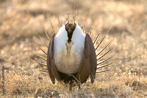 Greater Sage grouse,sagehen,Centrocercus urophasianus. photo