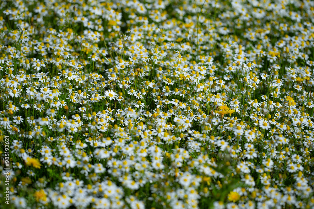 Fototapeta premium Chamomile flower field. Field of chamomiles. Daisy wild flowers in summer day. Chamomile flowers field.