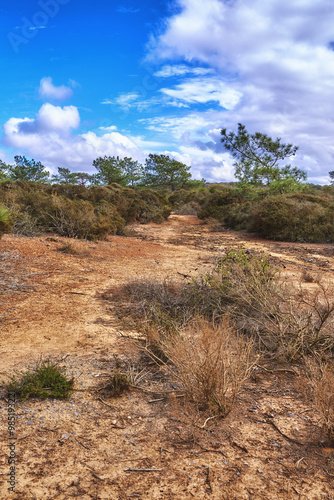 Conservation, environment and landscape of mountain in nature for eco friendly sustainability. Earth, ecosystem or desert with foliage and growth outdoor in natural habitat of location at California