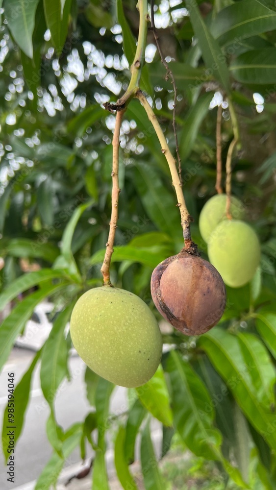 Close-up of unripe green mangoes hanging from a tree branch with lush green leaves. Captures natural setting and texture, perfect for themes of agriculture, gardening, tropical fruits, or nature. Close-up of unripe green mangoes hanging from a tree branch with lush green leaves. Captures natural setting and texture, perfect for themes of agriculture, gardening, tropical fruits, or nature.