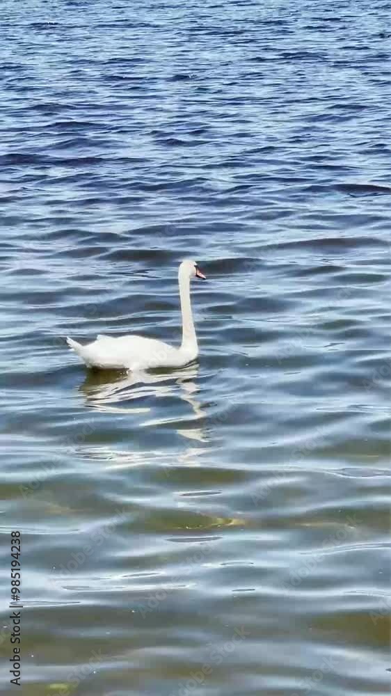 swan on the lake, swan on the water swan on the lake, swan on the water