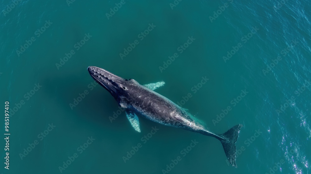 Fototapeta premium Gray whale swims in ocean near Baja California coastline. Drone top view of whale in clear blue water. Whale breaches ocean surface in sunny day. Large marine mammal glides through Pacific Ocean.