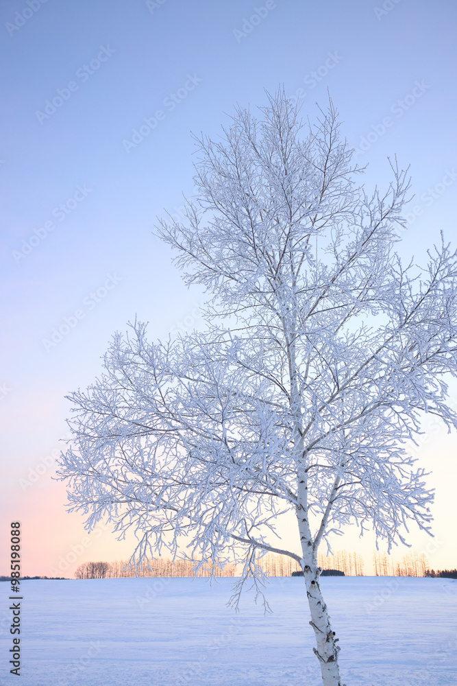 Fototapeta premium 霧氷